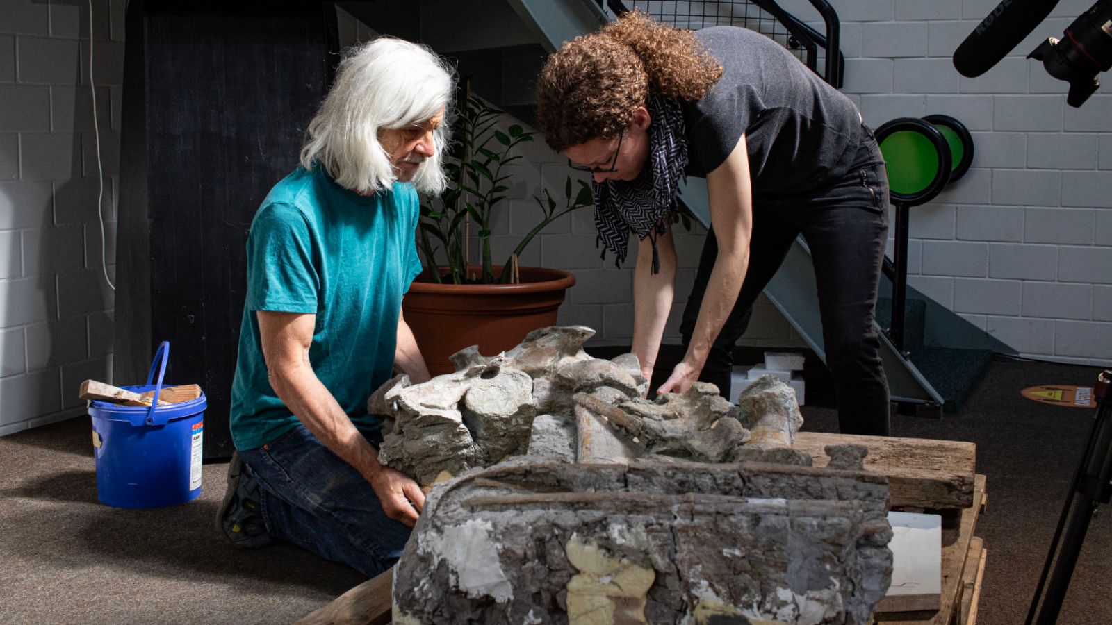 Ben Pabst of the Dinosaur Museum Aathal and Ursina Bachmann preparing the pelvis of the Plateosaurus for transport to Zurich. (Picture: Dennis Hansen)
